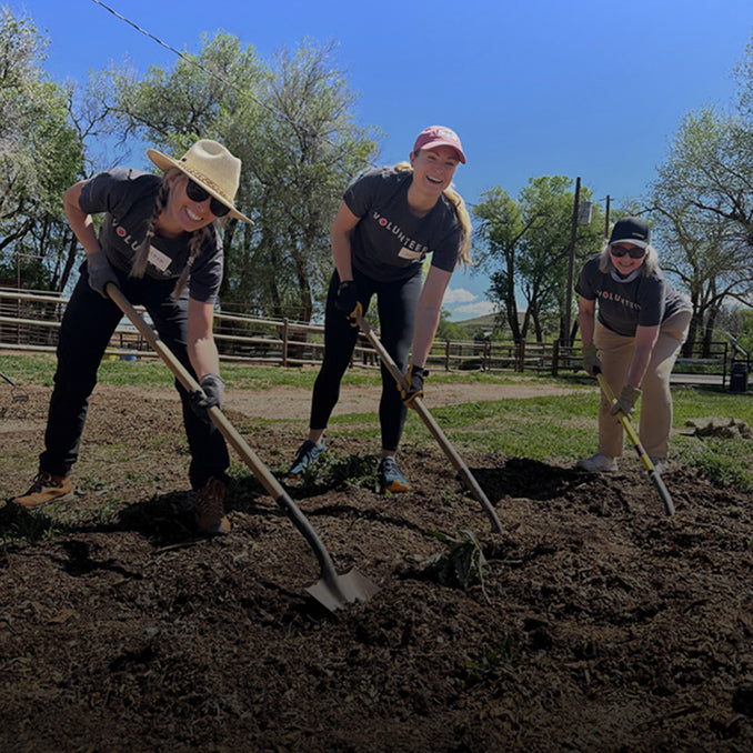 Three volunteers digging in a garden with shovels on a sunny day.